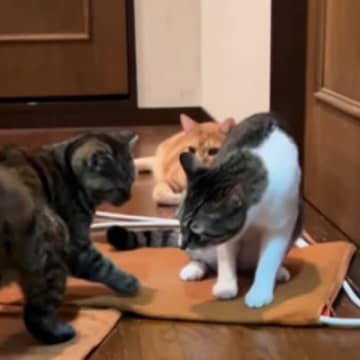 先輩猫に挑む新入り子猫→向かっていった次の瞬間…微笑ましい『にゃんプロの様子』が33万再生「ずっと見ていられる」「見物しててかわいいｗ」