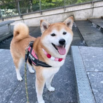 犬の冬の散歩で気をつけるポイントは？ 防寒対策や散歩中の誤食に注意