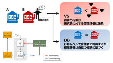 社会的学習のアルゴリズムが集団意思決定の効率性と柔軟性を向上させる新たな理論