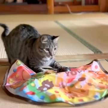 誕生日を迎えた猫→新しいおもちゃをあげた結果→思った以上に『一生懸命な光景』に反響「まさかの１時間ｗｗ」「生粋のプレイボーイだね」