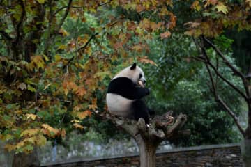 パンダの「小奇跡」、特等席でタケノコぱくり　四川省