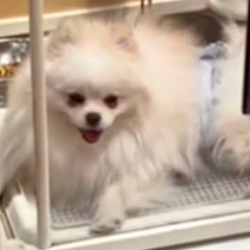 『体が大きくて繁殖犬になれない』と手放された犬→里親募集を見て会いに行った結果…『素敵すぎる結末』に感動「涙が出る」「幸せになって」