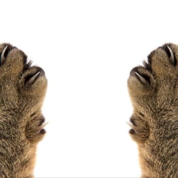 猫の『爪から血』が出ているときの原因6つ　予防のコツや対処方法も解説