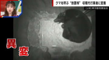 カメラが捉えた…クマが冬眠する様子 11月には冬眠するはずが“異例の事態”