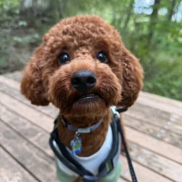 犬の長生きのために必要なこと　愛犬のためにサポートできることは？