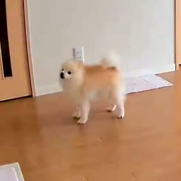 普段は全く吠えない犬→留守番に見守りカメラを覗いてみたら…『切なすぎる光景』が6万表示「あぁ、つらい…」「私が一緒に居てあげたい」の声