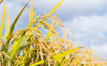 日本中にある稲わらを、なぜ中国から輸入？ 広がり始めた「国産飼料の生産」