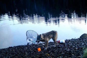 野生のオオカミが道具を「使用」か、初めて撮影　遊びではなく明確な行動