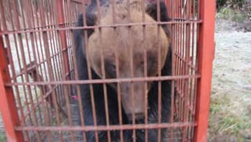 【巨大グマ】人間の裏をかき出没を繰り返していた個体か ”賢いクマ”はどうして出現する？体長1.9メートル・体重380キロの巨体が遂に駆除…箱わなの中でうなり声あげ大暴れ〈北海道苫前町〉