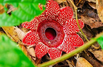 根も葉もない鮮やかな寄生花を雲南省で確認―中国