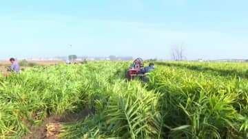 ショウガ栽培で地域住民の増収を後押し　中国・安徽省太和県