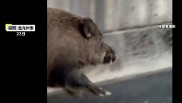 「うそでしょ！」高速道路を歩くイノシシが突然加速し全速力で並走、一般道に下りたか　福岡・北九州市