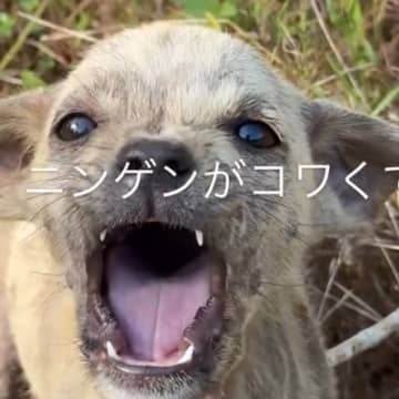 用水路に捨てられていた『人間不信の小さな子犬』を保護…涙が止まらない『心を許した瞬間』が1497万再生「顔が全然違う」「本当によかった」