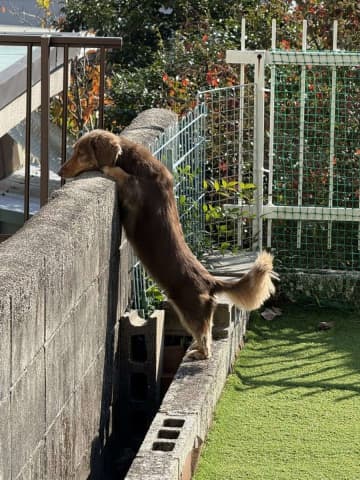 「もう少し遠慮してもらえます？」　堂々たる〝覗き犬〟に4.2万人破顔「ながくてえらい！かわいい！」