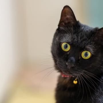 猫への愛が強すぎるとやりがちなNG行為6選　その行動が愛猫を困らせているかも…