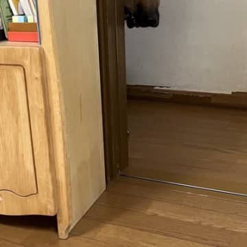 強面の大型犬に『新しいお皿』を使った結果→柄が違うだけなのに…見た目とは裏腹な『まさかの光景』が1万9000表示「心のサイズ感が可愛い」