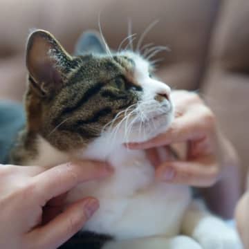猫が『生きがい』に感じていること5選　満足のいく日々を過ごしてもらうための方法とは