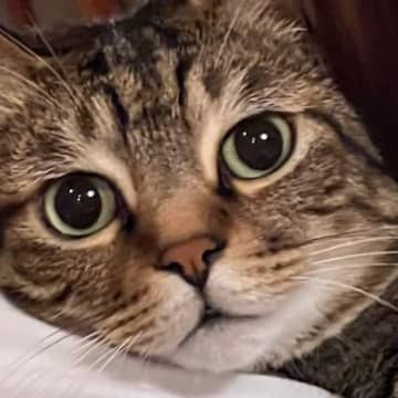 猫吸いをされていたネコ→まるで『アイキャッチ』のような表情に７万いいね「救いを求めているよう」「アイリスアウトみたい」の声も