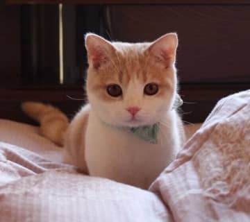 “ぬいぐるみ”のように可愛かった1才の猫　7年経った今も変わらぬ愛らしさに癒される