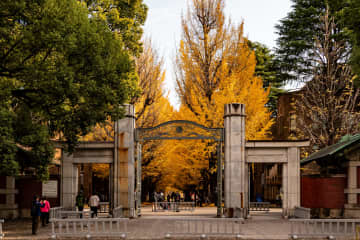 東京再発見・番外編「イチョウ三昧の最高学府秋景色」文京区本郷・東京大学