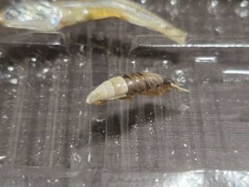 煮干しの中に紛れてた〝エイリアン〟に4.9万人注目「鳥肌が止まらん」「こんなの出てきたら泣き喚く」