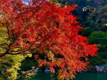 11月29日から特別公開「愛岐トンネル群」 名古屋から30分の隠れた紅葉名所、見どころ＆散策レポート！