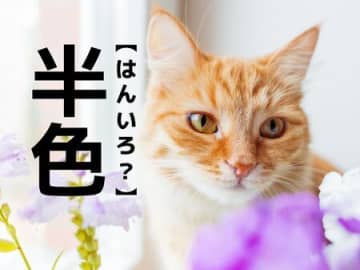 【半色】ってどんな色？英語だと「Crocus」色。ちなみに読み方は「はんいろ」ではありません【読めそうで読めない漢字クイズ】