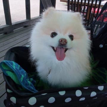 犬が笑顔になる理由は？いつ、どんなときに見せるのか解説