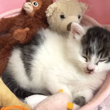 お部屋を散策する保護子猫→たくさん遊んでハウスに戻ると…『幸せいっぱいな光景』に癒される人続出「きゃー可愛すぎぃ！」「ヤバいね」