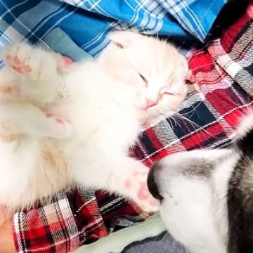 赤ちゃん猫を見守る２匹の犬→いつでもそばにいて…あまりにも尊い『まるで親子のような関係』が81万再生「優しい顔してる」「涙出てくる」
