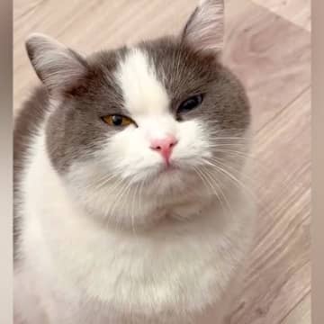 おやつを食べたばかりの猫→なぜか不満げな様子で…勝てる気がしない『尊い攻防戦』が16万再生「おねだり上手だねぇ」「おかわり不可避」