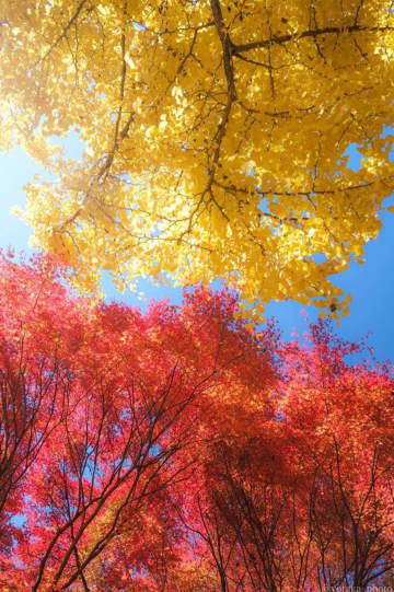 「秋ってこんなに綺麗なんだ」　紅葉と銀杏、見上げた空の〝三色〟に16万人大感動