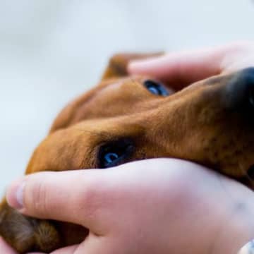 犬を『不安な気持ち』にさせないための対策5つ　安心させるコツから飼い主が心がけるべきことまで