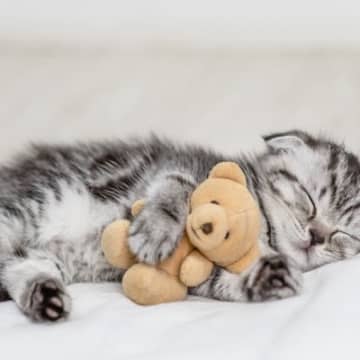 子猫が『成猫』になるまでに表れる6つの変化　時期の目安から飼い主が変えるべき習慣まで