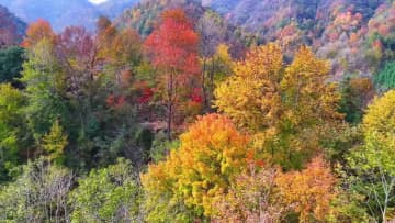 鮮やかに色づく山里　中国・安徽省池州市