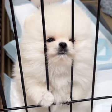 子犬と猫を初めて会わせてみた結果→興味津々になると思ったら…想像と違う『自由すぎる光景』が30万再生「大物ｗｗ」「どちらも愛おしい」