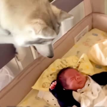 生まれたばかりの赤ちゃんと大型犬の1日に密着した結果→まるで母親のような『お世話』に13万再生の反響「本当に優しい表情」「癒されます」