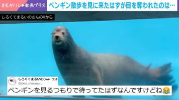主役はペンギンのはずが…インパクトが強すぎる“アシカの姿”が話題