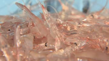 富山湾のシロエビ漁、平年の半分の漁獲量にとどまる　前例ない6回の休漁…水揚げ大幅減少