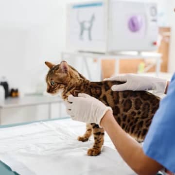 猫にとって油断できない『猫風邪』の症状5つ　主な感染経路から治療法まで解説