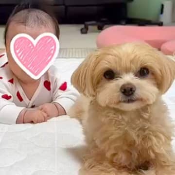 入院から帰ってきた赤ちゃんの女の子→犬が寄り添い続けて…素敵すぎる『2年後の光景』に13万再生の反響「心が温まった」「幸せいっぱい」