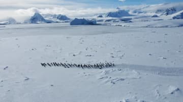 南極に春がやってくるとこうなる。アザラシの親子やペンギンの群れが胸キュンすぎる