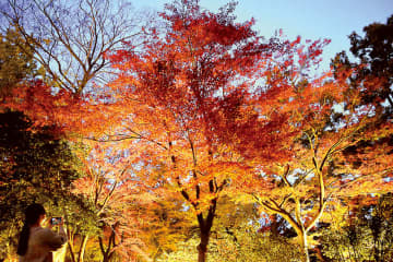紅葉をライトアップ　埼玉・寄居の雀宮公園が幻想的な世界に　プロジェクションマッピングの投影も　28日から