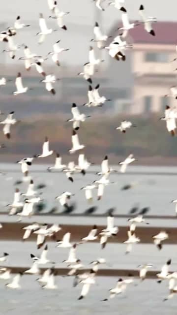 中国・天津でソリハシセイタカシギの群れ撮影