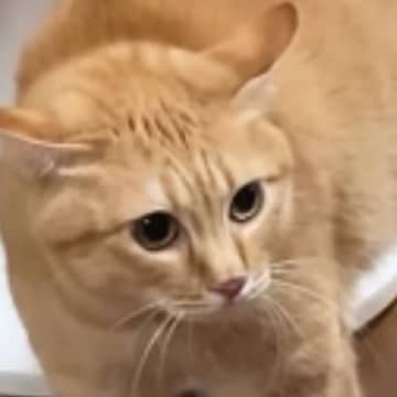 『にょ～にょ～にょ～』と低い声で威嚇していた茶トラ猫→視線の先には…173万再生された爆笑の瞬間に「めっちゃ喋ってるｗ」「かわいすぎｗ」