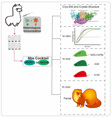 中国の研究チーム、SFTSを抑制するナノボディ開発