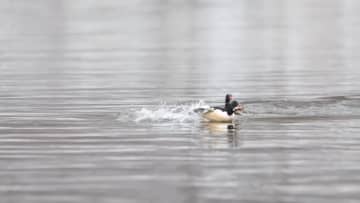 雪景色の中、餌を探し戯れるコウライアイサ　中国・吉林省撫松県