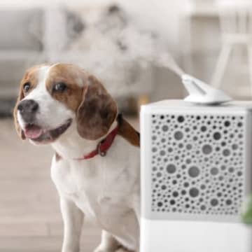 犬がいる場所で『加湿器』を使用するときの注意点4つ　安全に使うコツやおすすめの選び方まで