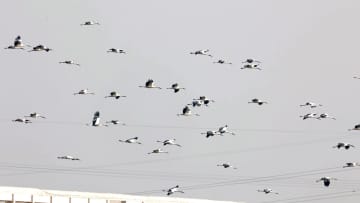 中国天津市でコウノトリの群れ撮影