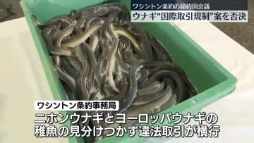 ウナギ“国際取引規制”案　反対多数で否決　ワシントン条約締約国会議